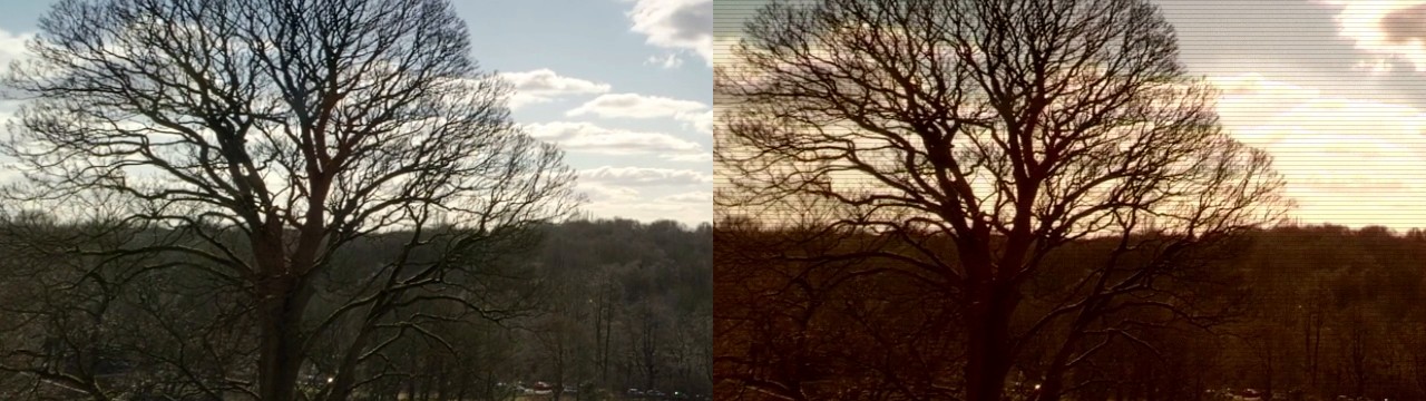 Full-size close-up of the same tree, RAW on the left and VHS on the right, showing horizontal scanlines, color fringes along the branches and a warm cast